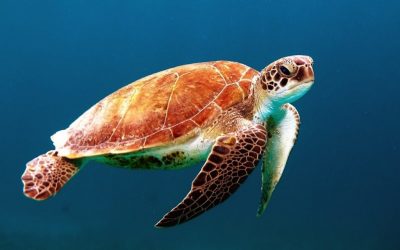 ¿Cómo crear un post layout estilo Medium?